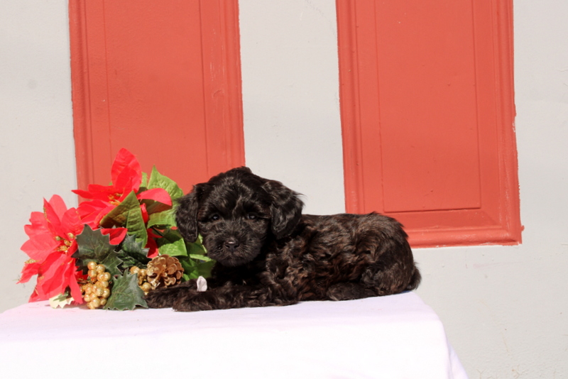 puppy, for, sale, Morkie-Poo, Matthew B. Stoltzfus, dog, breeder, Gap, PA, dog-breeder, puppy-for-sale, forsale, nearby, find, puppyfind, locator, puppylocator, aca